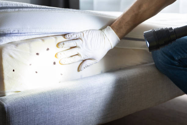 Best Bed Bug Extermination  in Suwanee, GA